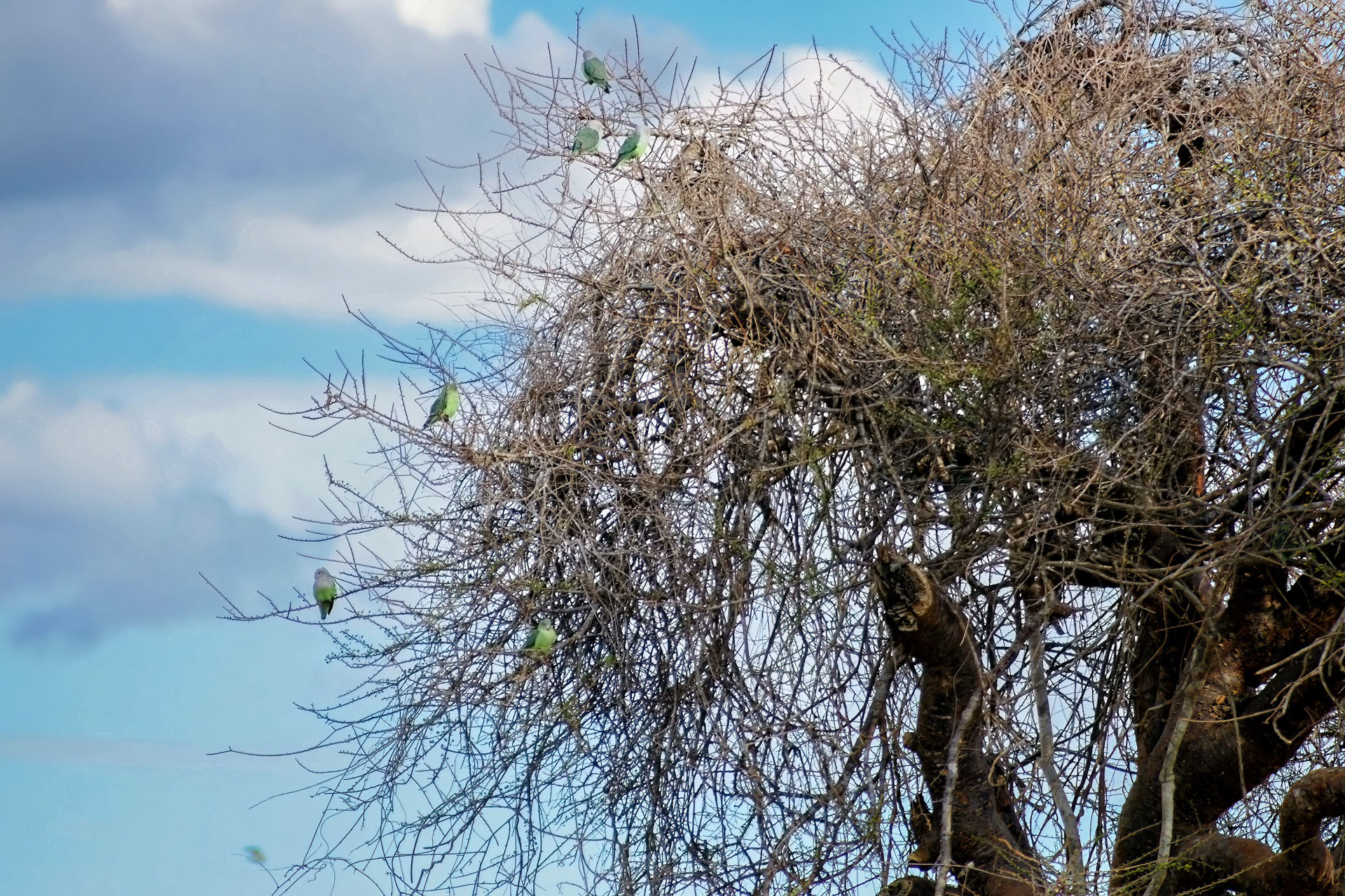 Grauköpfchen im Dornenwald